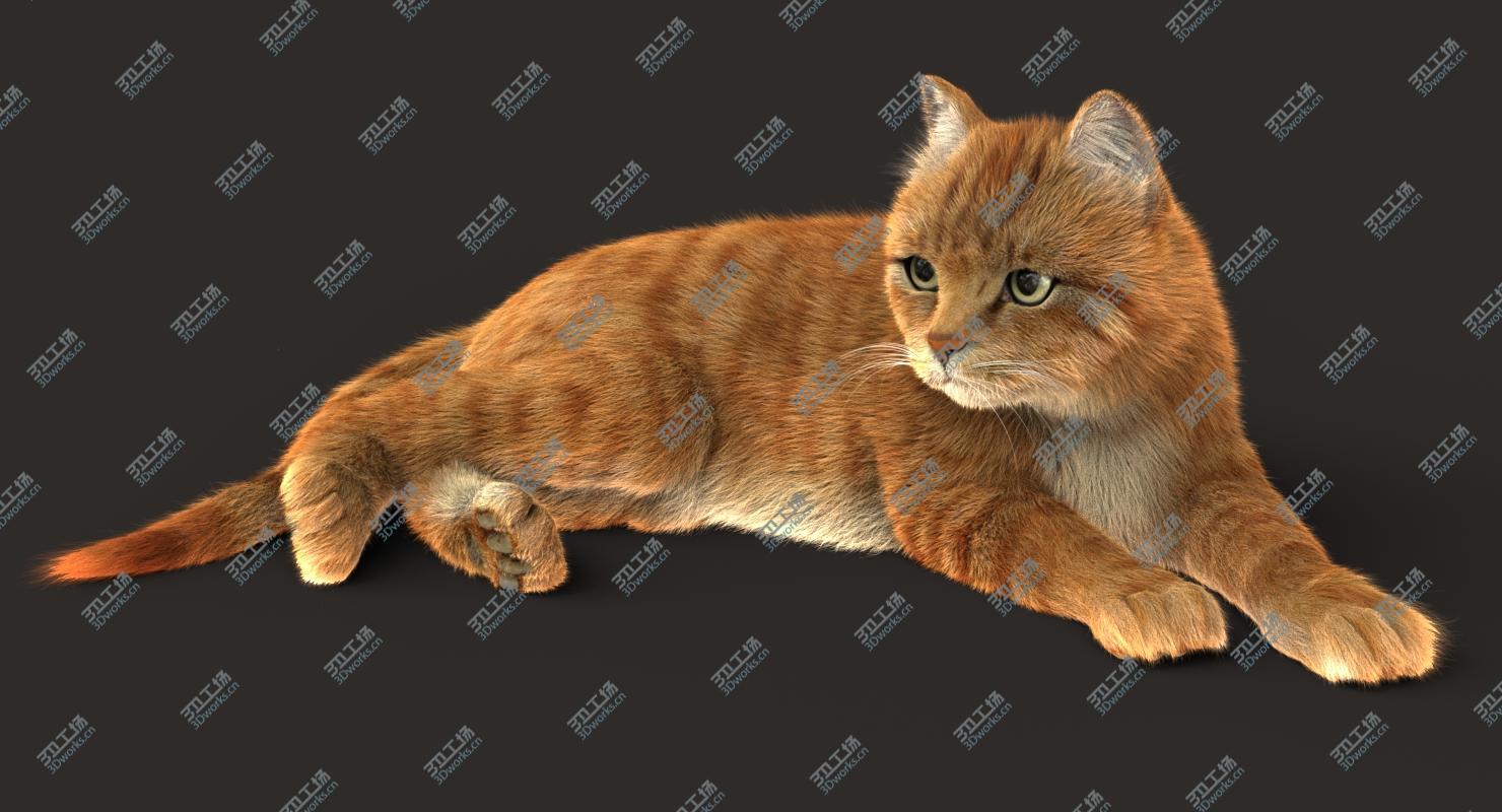 images/goods_img/20210113/3D Cat (2) (Orange Tabby) (ANIMATED) (FUR) model/5.jpg